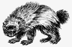 Wolverine Domesticated Hedgehog Bear Beaver Marten - Wolverine Clipart Animal