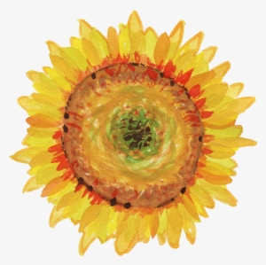 Banner Royalty Free Stock Png Onlygfx Com Free Download - Sunflowers Transparent Water Color