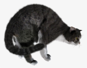 Freightning Cat Png - Gioco Per Gatti 25 Cm Acchiappa Il Topo Duplice Funzione