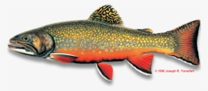 Www - Americanfishes - Com Brook - Trout - Copy - Freshwater Fishes Of North Carolina, South Carolina