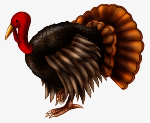 28 Collection Of Live Turkey Clipart - Turkey Transparent Background