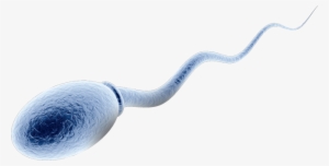 Diagnosis Of Male Infertility By Sperm Rna Elements - Scientist