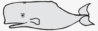 Sperm Whale Porpoise Vertebrate Cetacea Killer Whale - Dibujos De La Ballena Gris