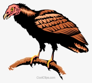 Turkey Vulture Royalty Free Vector Clip Art Illustration - Turkey Vulture Clipart