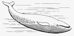 Vertebrate Sperm Whale Cetacea Blue Whale Mammal Free - Whale In Black And White