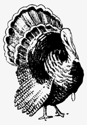 Turkey Black And White Png