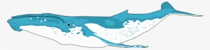Humpback Whale Cetacea Sperm Whale Porpoise Blue Whale - Clip Art Humpback Whale