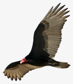 Download - Turkey Vulture Transparent