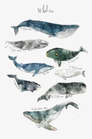 Click And Drag To Re-position The Image, If Desired - Amy Hamilton Whales