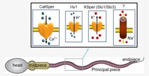 Ion Channels Of The Sperm Cell Open In Response To - Cartoon