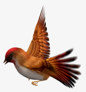 Finch Clipart Bird Png - High Resolution Bird Image Png