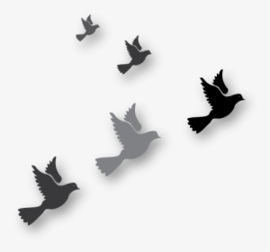 Graphic Of Birds Flying - Bird