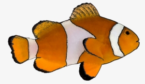 Marine Fish Clipart Transparent - Clown Fish White Background