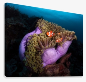 Clown Fish With Magnificent Anemone Canvas Print