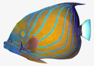 Exotic Fish Cliparts Free Download Clip Art Free Clip - Tropical Fish No Background