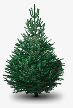 File Christmas Tree Clipart Png - Ge Just Cut Douglas Fir