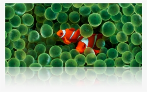 Underwater Scene Of Clownfish And Anemone - Clown Fish
