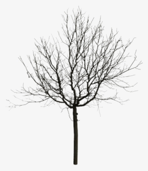 Trees Png Black And White Vector Free Stock - Tree Black White Png