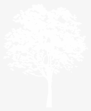 Trees - White Tree Illustration Png