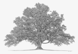 Tree For Family Tree