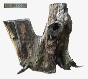Tree Stump - Old Tree Stump Png