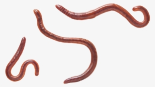 Earthworm Worm Png, Download Png Image With Transparent - Eisenia Fetida