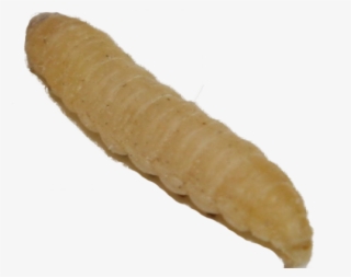 Worm Facts - Wax Worms Png