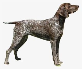 Pointer-dog - German Shorthaired Pointer Dog Crystal Mens Ladies