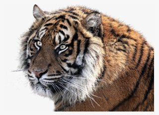 Tigres Clipart Indian Tiger - 2010 년 호랑이 띠