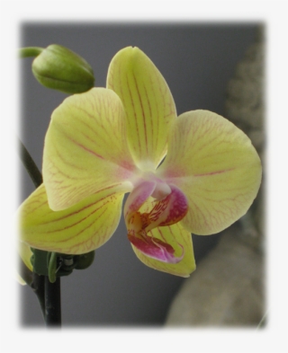 Please Enter The Code Shown Above And Click Submit - Moth Orchid