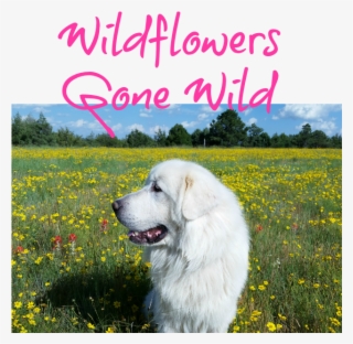 wildflowers - great pyrenees