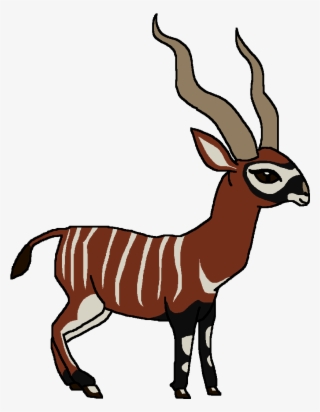 Bongo - Deer