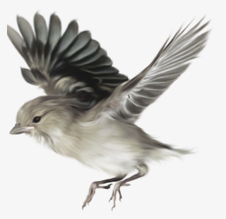 Aves Png - 2/4 - Taringa