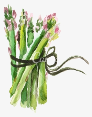 Vector Black And White Library Artichoke Drawing Asparagus - Asparagus Watercolor
