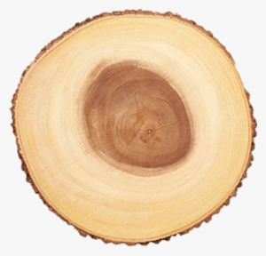 Cross Section Of Tree Trunk - Tabla Madera Tronco