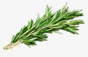 What Are The Health Benefits Of Rosemary - Rosemary Png