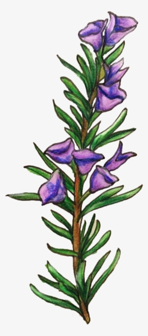 Our Rosemary Extract Is A Powerful Antioxidant That - Lavandula Lanata