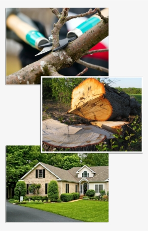 Tree Removal & Stump Grinding - South Carolina