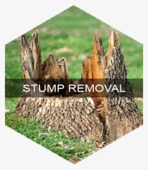 Reliable Tree Services Provided By Professionals In - Tree Stump