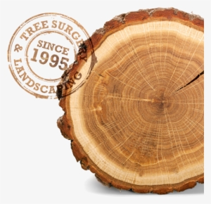 Log Image - Rings On A Tree