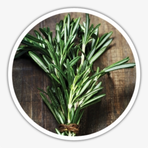 Rosemary Plant Png Download - Young Living