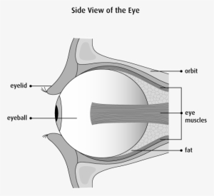 Graphic Of The Side View Of The Eye - Ball And Socket Joint Protect The Eyes