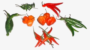 All Peppers Used In This Experiment - Types Of Hot Peppers