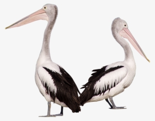 Download Amazing High-quality Latest Png Images Transparent - Pelican Png