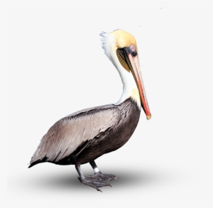 Pelican Png Download Image - Portable Network Graphics