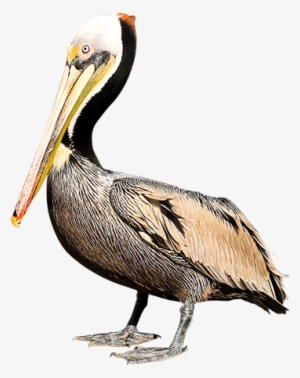 Pelican Png Background Image - Pelican Png