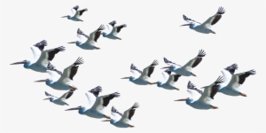 Flying Pelican Png Download Image - Apple