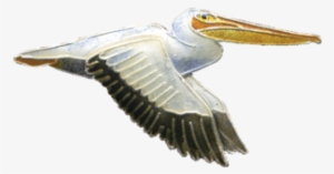 White Pelican Png Image Background - White Pelican