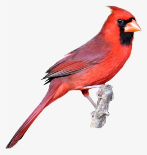 Cardinal Images Realistic From Masked Photographs Fused - Northern Cardinal Transparent Background
