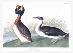 Giclee Painting: Audubon's Illustration From 'birds